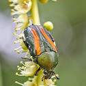 Flower Scarab