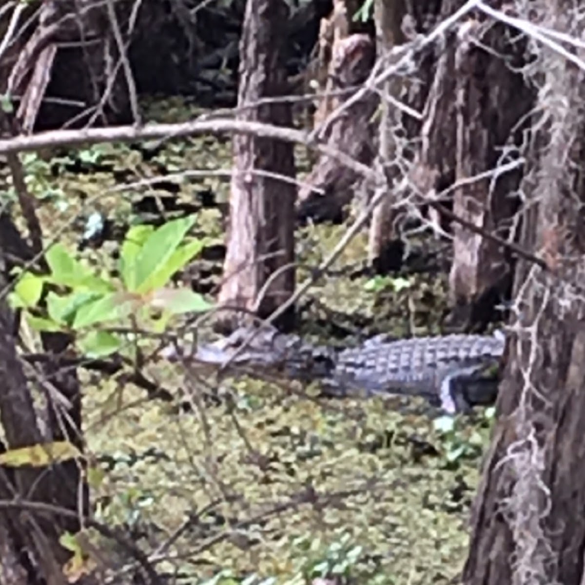 American Alligator