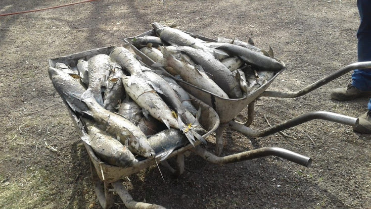 Fish are dying by the thousand owing to raw sewage flowing into the Vaal River.