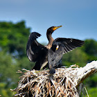 Great Cormorant