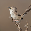 Graceful prinia