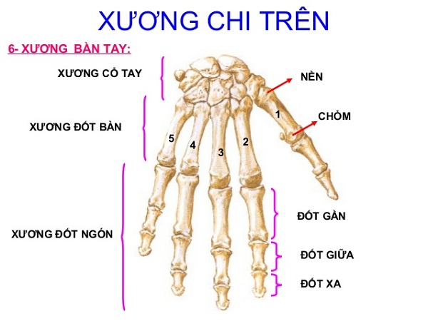 Minh họa một số cơ ở vùng gan bàn tay