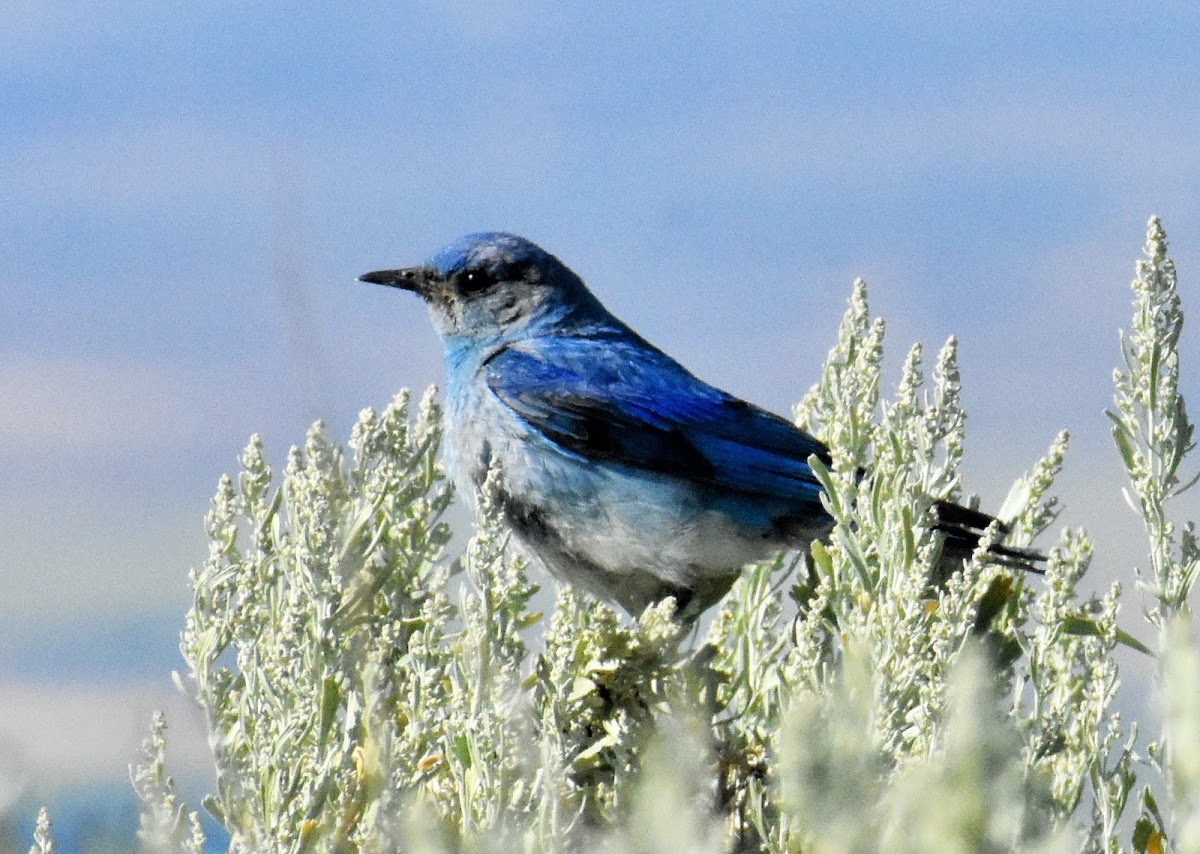 Mountain bluebird (male)