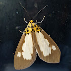 White-Winged Snout Tiger