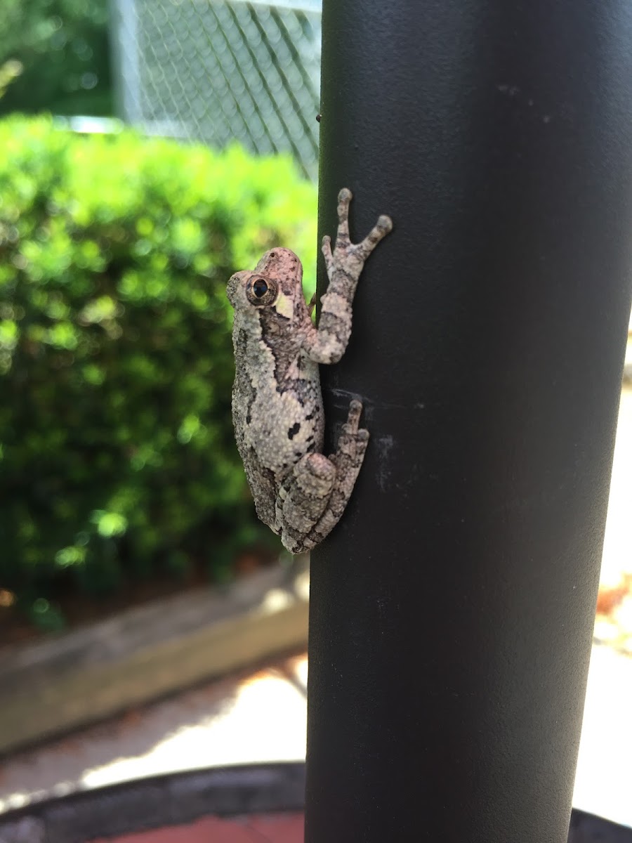 Gray tree frog