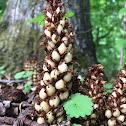 Squawroot /Bear Corn