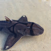 Port Jackson Shark