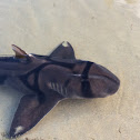 Port Jackson Shark