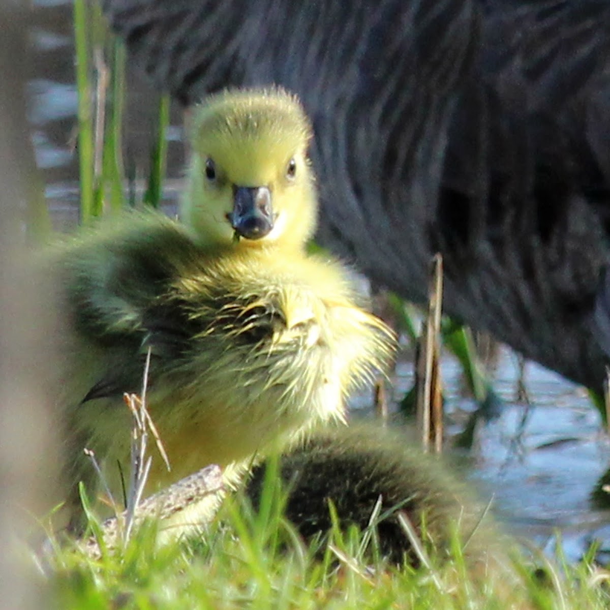Canada Goose (Goslings)