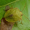 Stink Bug Nymph