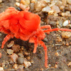 Velvet Mite