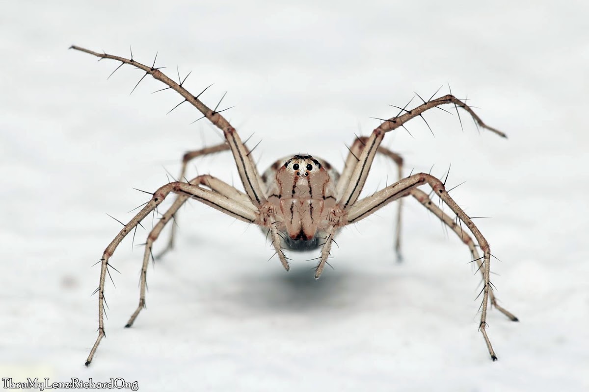 Lynx Spider