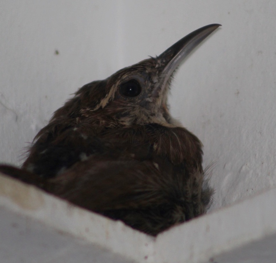 Bewicks wren