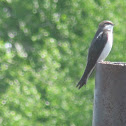 Tree Swallow