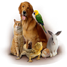 Animal Sounds icon