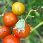 Tomato Stink Bug