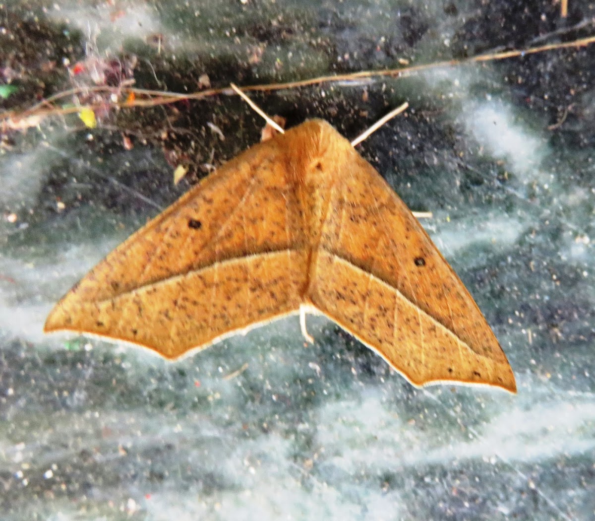 Moth