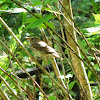 Swainson's Thrush