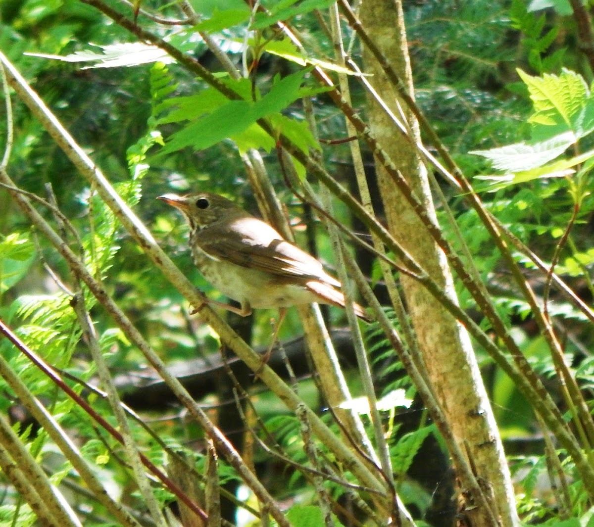 Swainson's Thrush