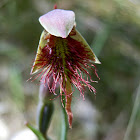 Purplish Bearded Orchid