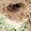 Cactus Wren Nest