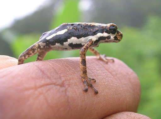 African Tree Toad Wallpaper