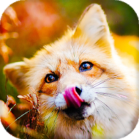 Fox Live Wallpaper Wallpapers  Backgrounds