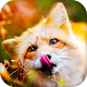 Download Fox Live Wallpaper (Wallpapers & Backgrounds) For PC Windows and Mac 3.0