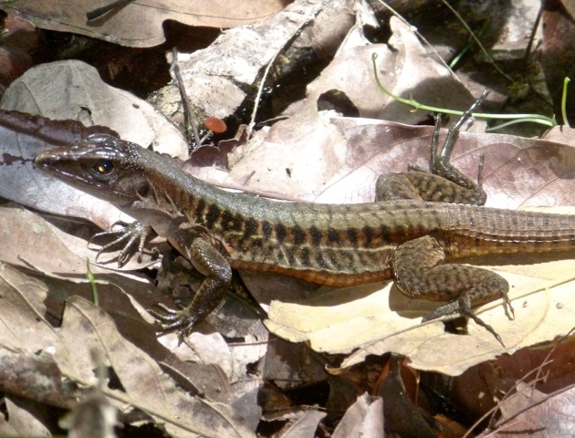 Rainbow Ameiva (female)