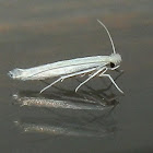 Unidentified white moth