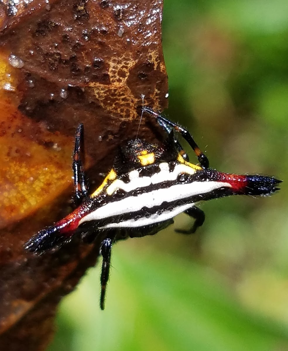 Orb weaver spider