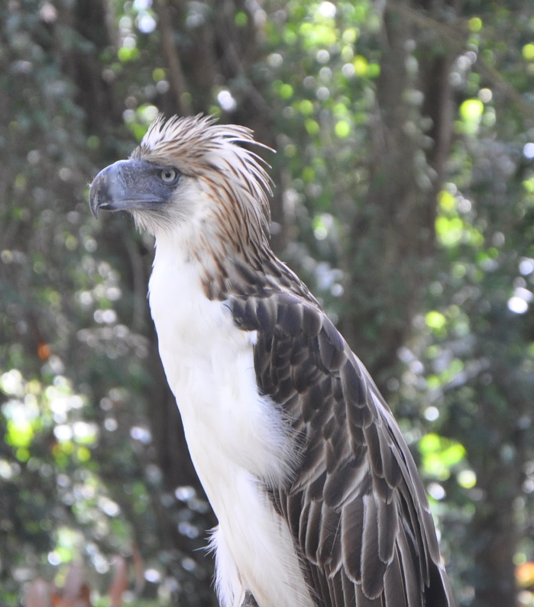 Philippine eagle