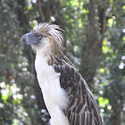 Philippine eagle