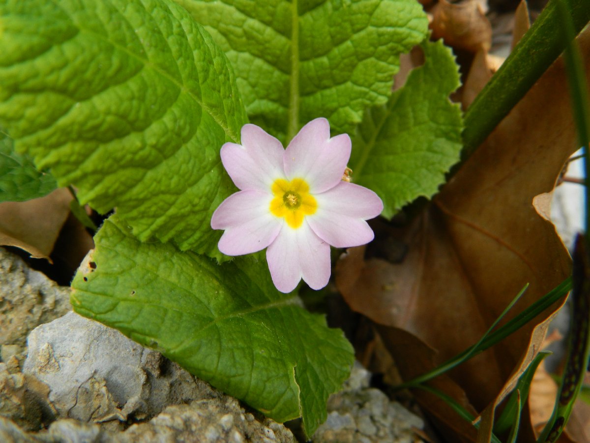 Common primrose (πρίμουλα)