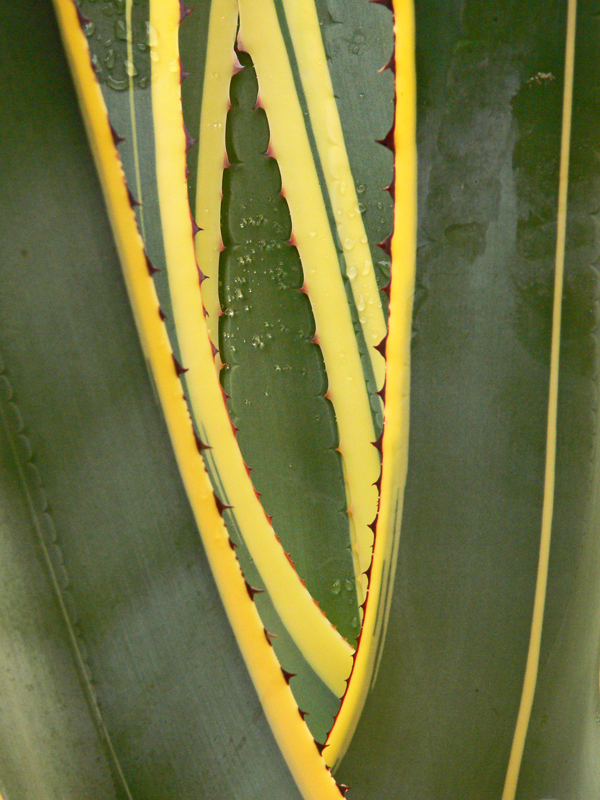 AGAVE di commodoro