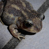 Eastern Spadefoot