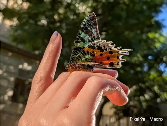 Macro Focus photo taken on the Pixel 9a of a colourful butterfly.