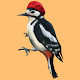 Woodpecker simulator