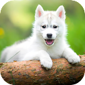 Puppy Wallpaper 2023