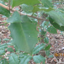 American Holly