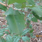 American Holly