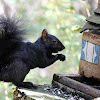Eastern Gray Squirrel Black Phase