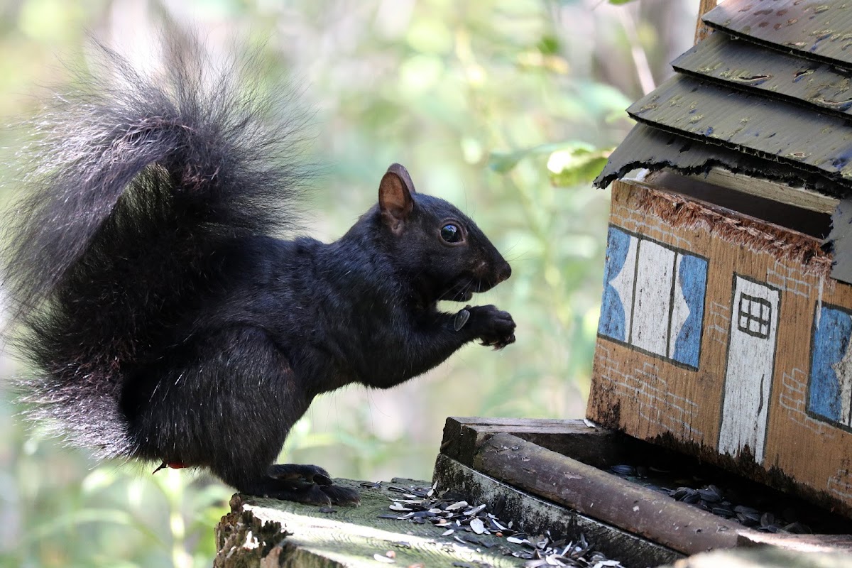 Eastern Gray Squirrel Black Phase