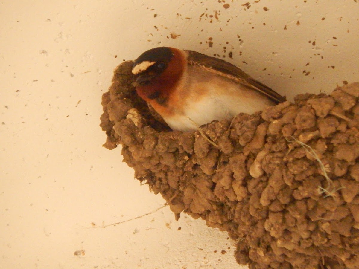 Cliff Swallow