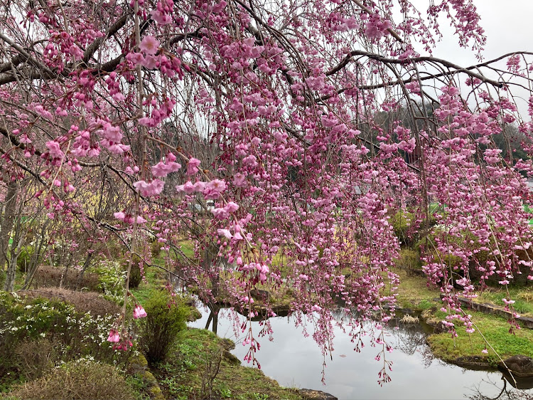 MPVの桜とコラボ🌸・ＭＰＶ・慣らしドライブ・岐阜清流の里山公園に関するカスタム事例の投稿画像4枚目