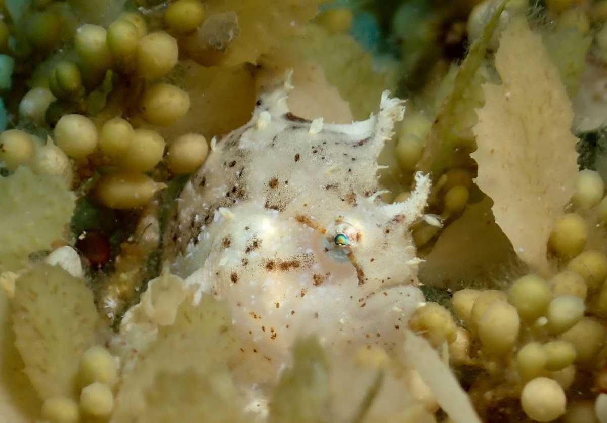 Sargassum Frogfish