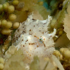 Sargassum Frogfish