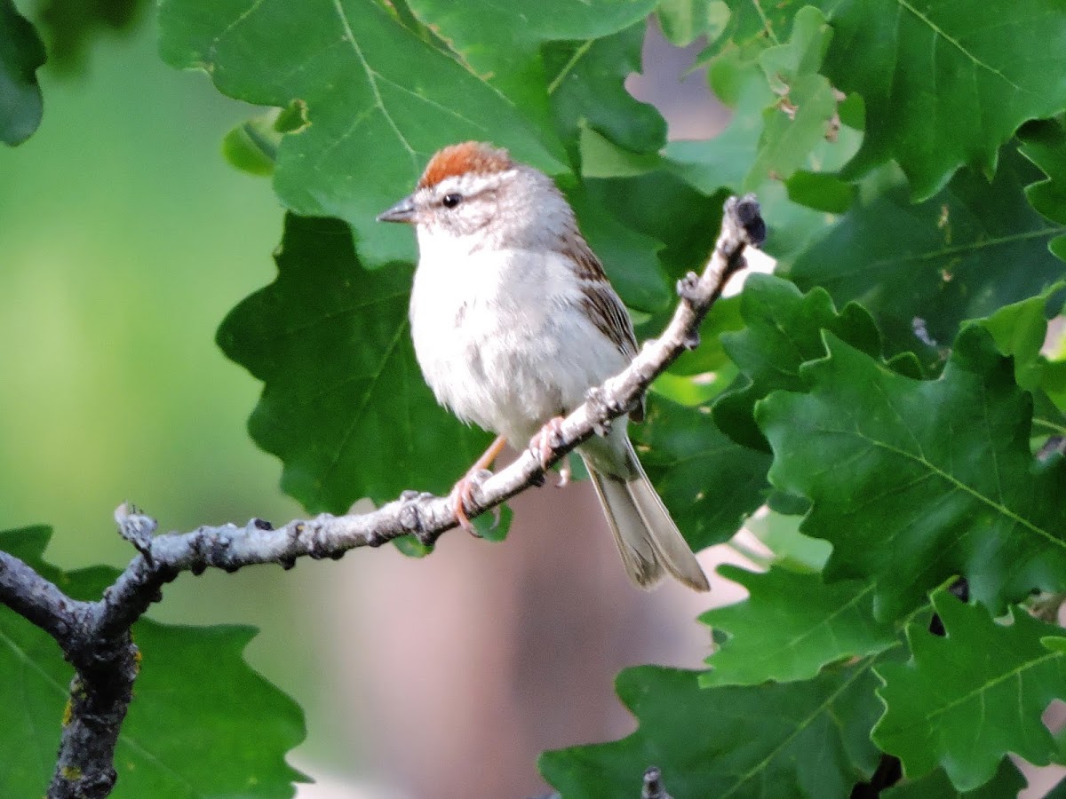 Chipping Sparrow