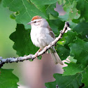 Chipping Sparrow