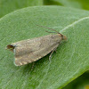 Tortricid Moth